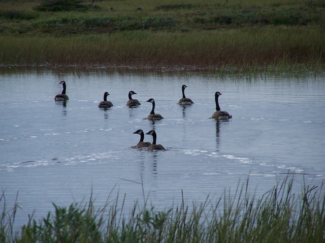 Canada geese