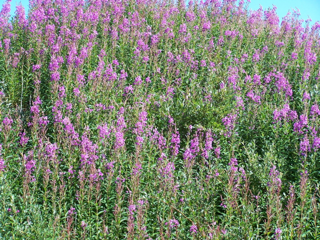 Fireweed.