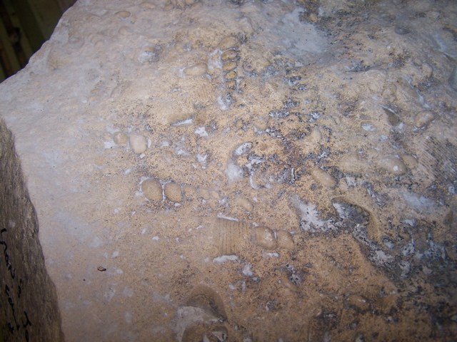 fossils in Paleozoic sandstone found near churchill.