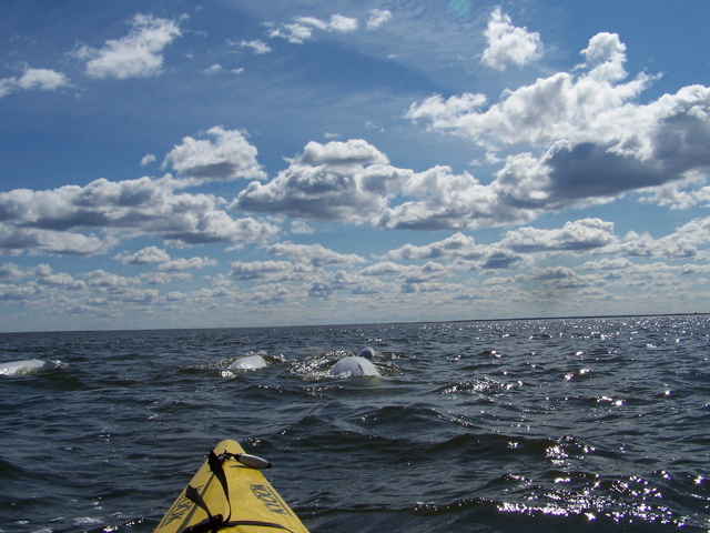 kayaking among beluga whales in the Churchill River estuary