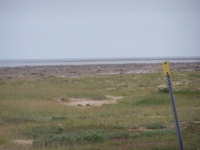 Low tide. A bear is walking.