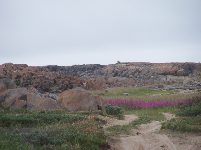 bear on rocks