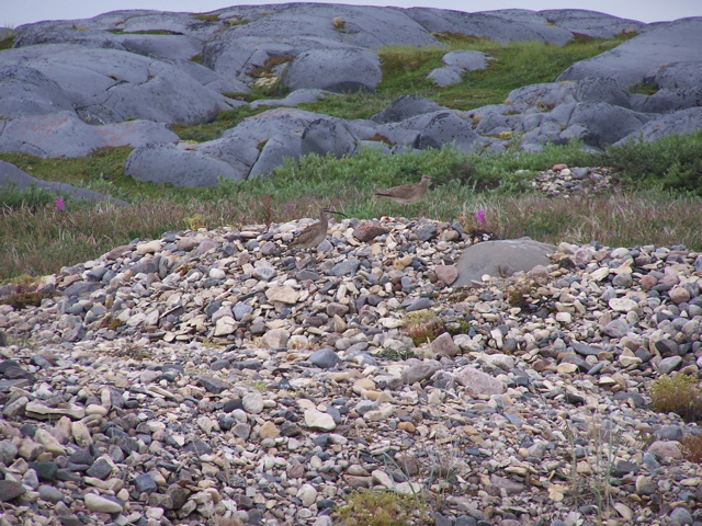 Whimbrels