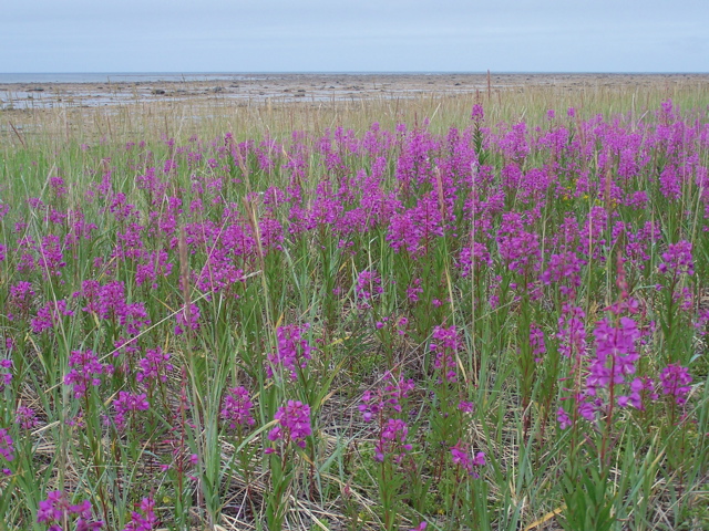 Fireweed