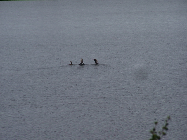 Pacific loons