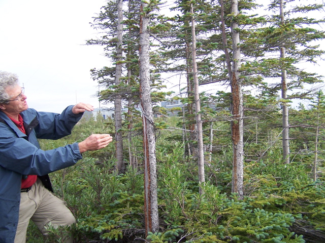 Pete giving an intro field discussion on boreal trees