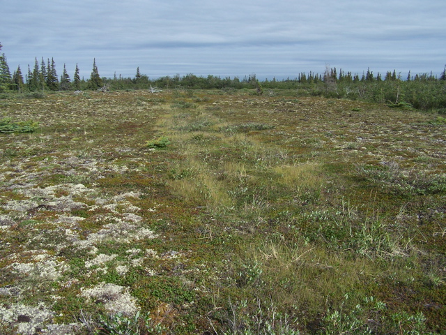 Tundra scar -- an old road