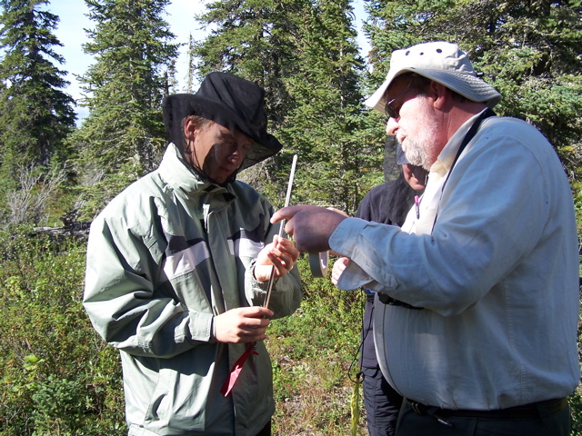 examining a tree core