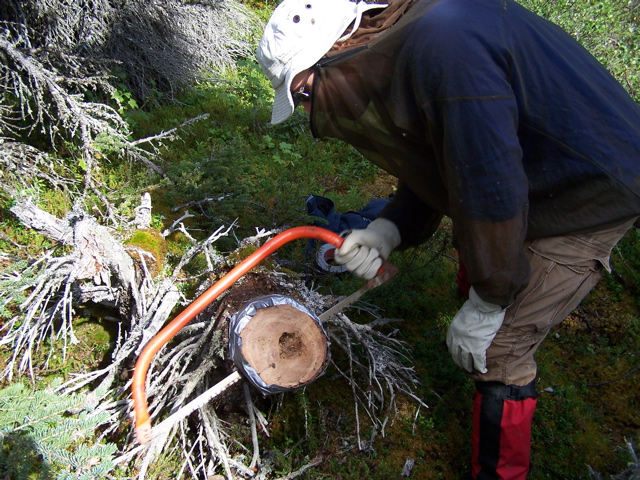 taking a section of a dead and down tree