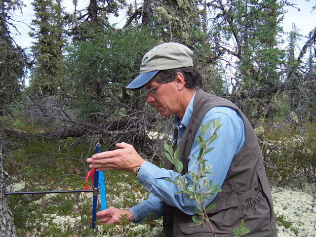 using an increment borer on a white spruce