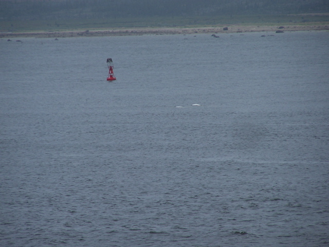 Churchill River estuary with belugas