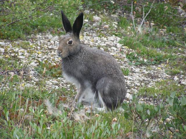 arctic hare