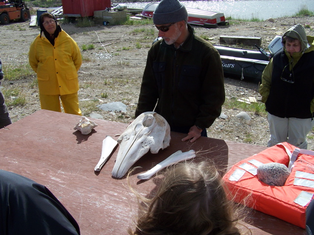 beluga skull