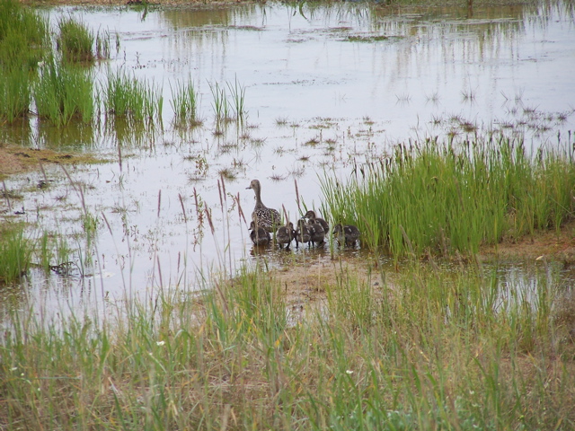 Northern pintail with chicks