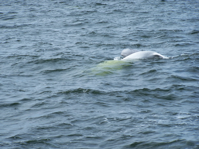 adult beluga with young beluga