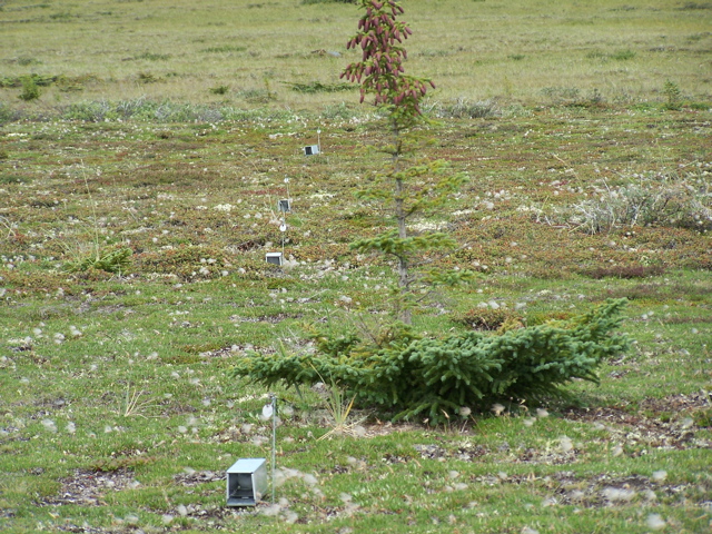 Small mammal traps set to get an idea of population numbers and type.