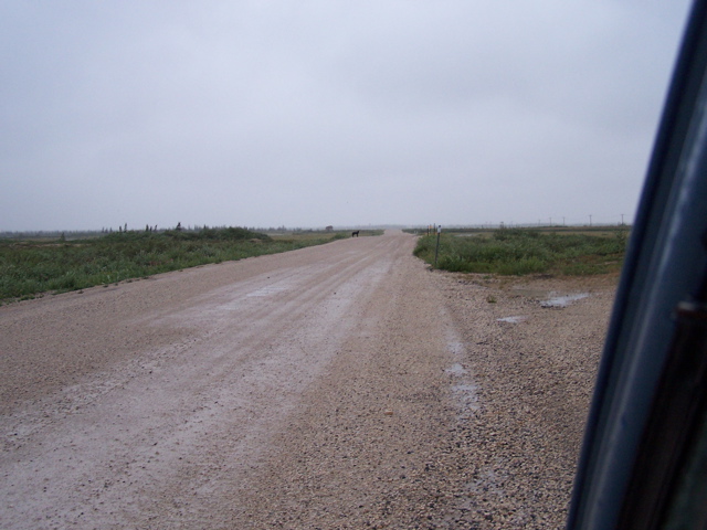 wolf crossing the road