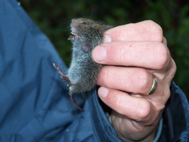 captured vole, was released later after taking collecting data on type, size, etc.