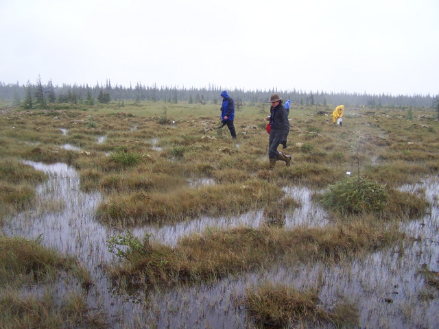 checking traps in the fen