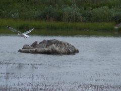 Herring gull and chicks