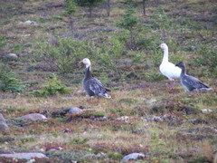 blue and white phases of the snow goose