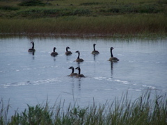 Canada geese