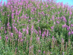 Fireweed.