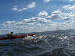 Kayaking with belugas.