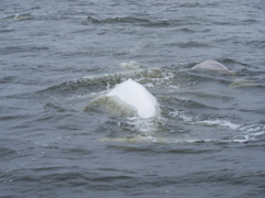 Beluga