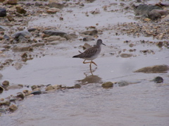 lesser yellowlegs