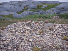 Whimbrels