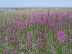 Fireweed