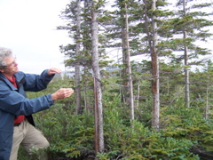 Pete giving an intro field discussion on boreal trees