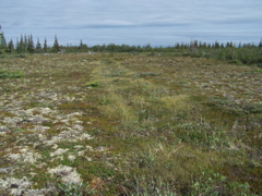 Tundra scar -- an old road