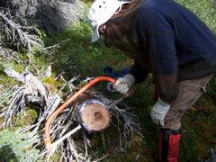 taking a section of a dead and down tree