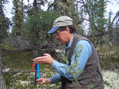 using an increment borer on a white spruce