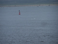 Churchill River estuary with belugas