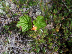 cloudberry