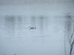 Bonaparte's gull