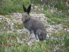 arctic hare