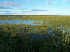 The fen, a very wet type of tundra.