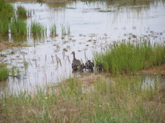 Northern pintail with chicks