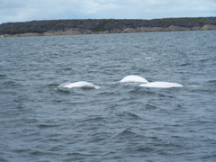 belugas