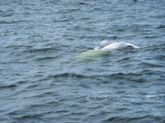 adult beluga with young beluga