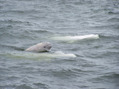 baby beluga