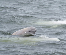 baby beluga 1