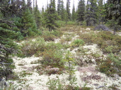 boreal forest