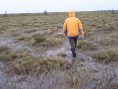 walking in the fen to set traps