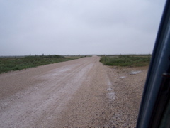 wolf crossing the road