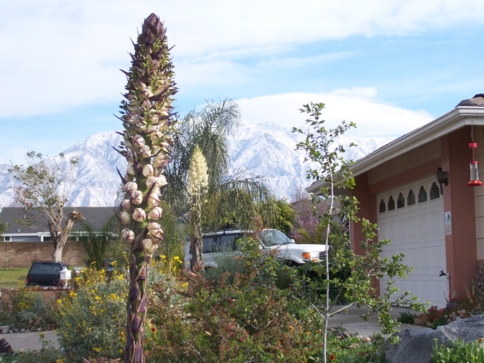 snowyardview.JPG